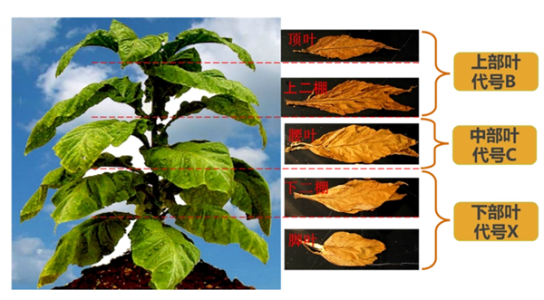 煙葉怎么分級(jí)？煙葉分級(jí)原理和方法