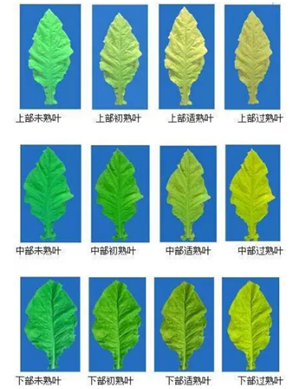 煙葉怎么分級(jí)？煙葉分級(jí)原理和方法2